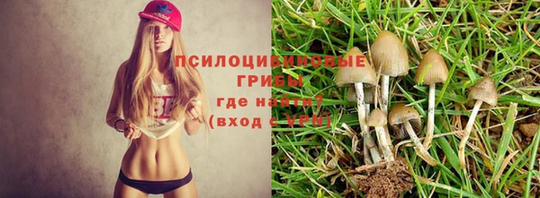 ПСИЛОЦИБИНОВЫЕ ГРИБЫ Новозыбков
